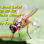 Erek Erek Lalat 2D 3D 4D di Buku Mimpi Beserta No Togel